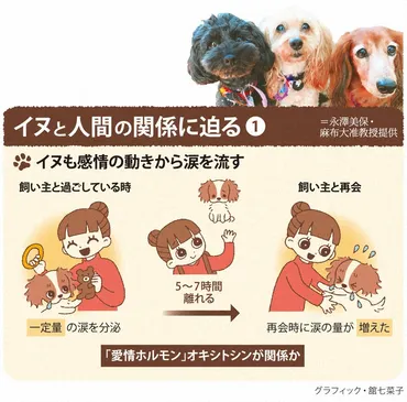 科学の森:イヌの涙が語る人間との共生史 家族愛に関わるホルモン関与