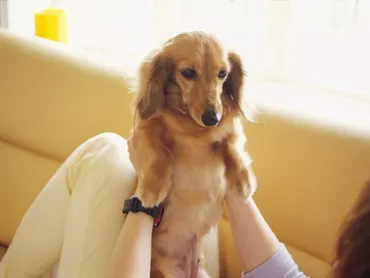 犬との暮らしで心と体の発達が変わる? 自閉症の子の心・言語・社会性に、犬の飼育はどう影響するのか 子供の病気 All About