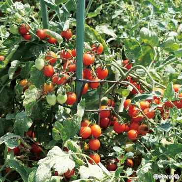 家庭菜園の楽しさ、難しさとは？野菜作りを通して見つける、豊かな食卓への道とは？野菜作りを通して見つける、豊かな食卓への道