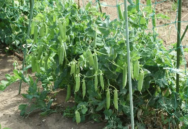 サヤエンドウの育て方