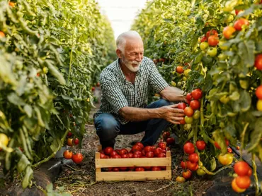 おいしいトマトの正しい栽培方法！家庭菜園で役立つ、大切なポイントや肥料の選び方を解説。 